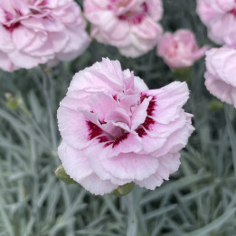 Fleurs du Dianthus plumarius Angel of Virtue