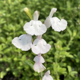 Floraison de la Salvia microphylla Gletsjer
