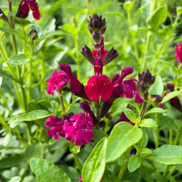 Salvia Mirage Burgundy (Sauge) — Bordeaux, Fleurit 6 Mois