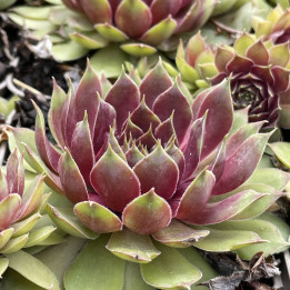 Sempervivum Pink Pomelo