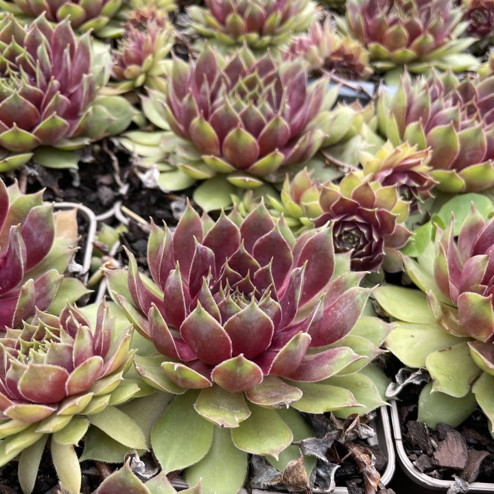 Sempervivum Pink Pomelo