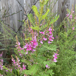 Indigofera heterantha (Indigotier) — Floraison 3 Mois