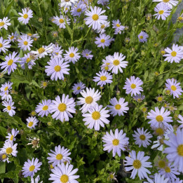 Floraison du Kalimeris incisa Blue Star