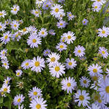 Floraison du Kalimeris incisa Blue Star
