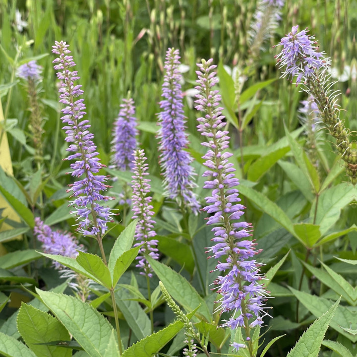 Veronicastrum virginicum Fascination