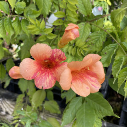 Campsis Orangeade
