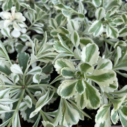 Feuillage du Sedum takesimense Atlantis