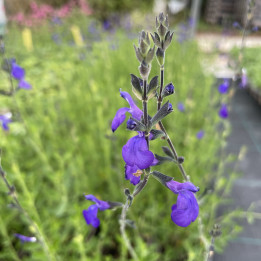 Fleurs bleues de la Salvia Blue Note