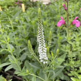 Veronica longifolia First Lady