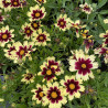 Coreopsis Superstar
