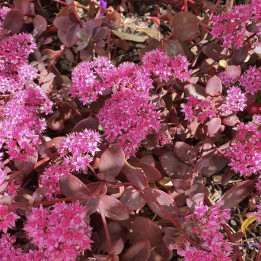 Sedum sunsparkler Firecracker