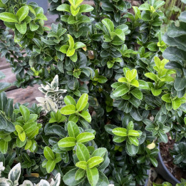 Euonymus Benkomasaki