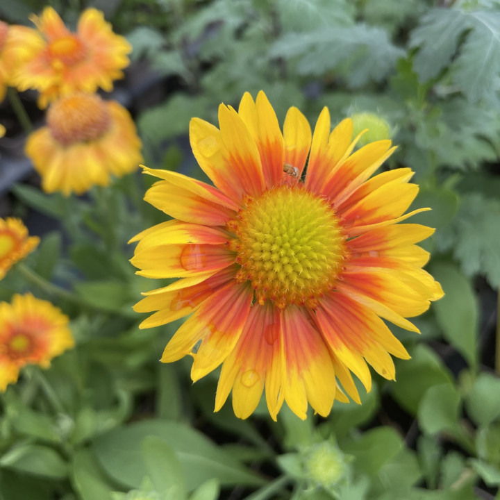 Gaillardia arizona Apricot