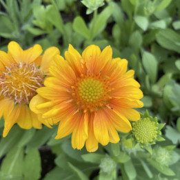 Gaillardia arizona Apricot