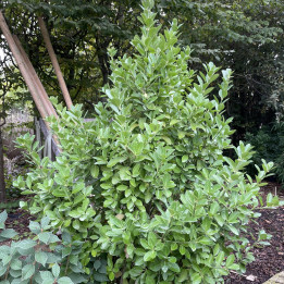 Euonymus japonicus