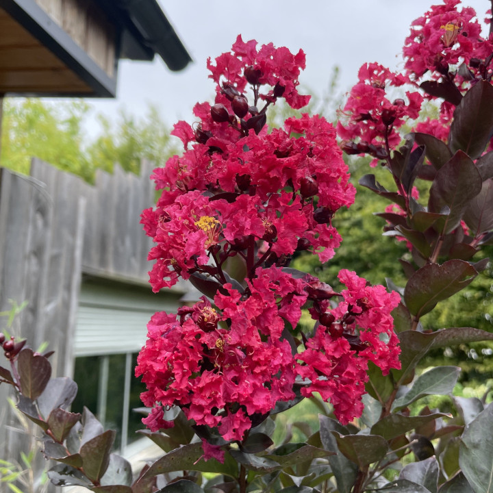 Lagerstroemia indica Dynamite