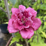 Hibiscus syriacus French Cabaret Red