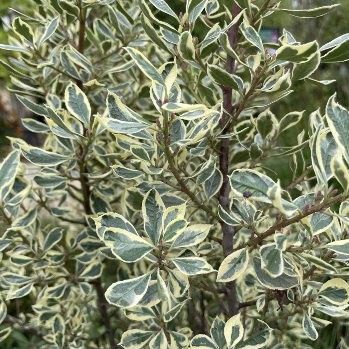 Rhamnus alaternus Argenteovariegatus
