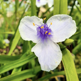 Tradescantia andersoniana Osprey
