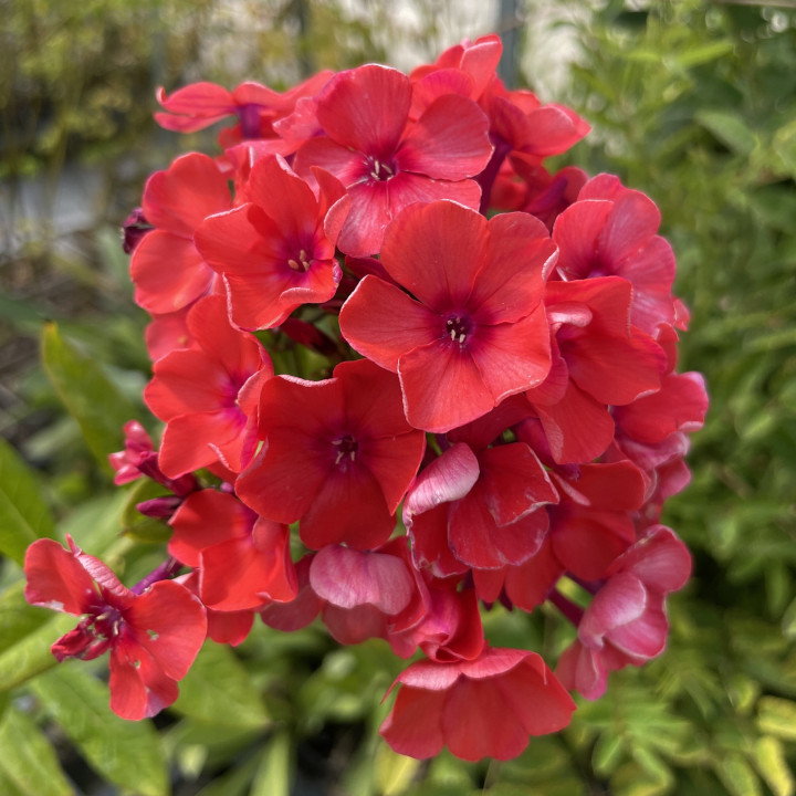 Phlox paniculata Tenor