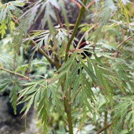 Acer palmatum Seiryu