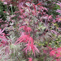 Acer palmatum Shaina