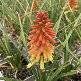 Kniphofia Rocket Jr