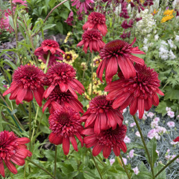 Echinacea purpurea Eccentric