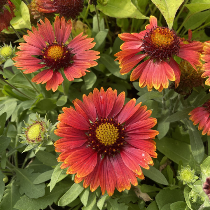 Gaillardia Red Shades