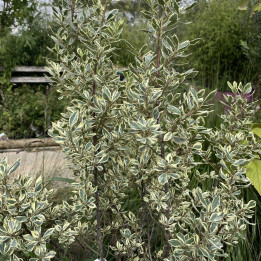 Rhamnus alaternus Argenteovariegatus
