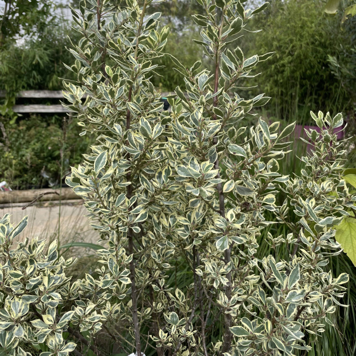 Rhamnus alaternus Argenteovariegatus