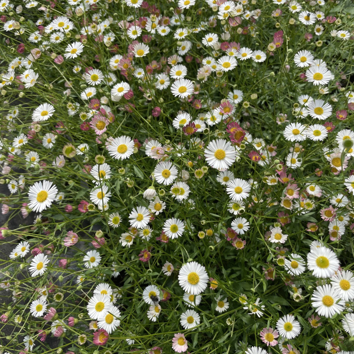 Erigeron karvinskianus en pleine floraison