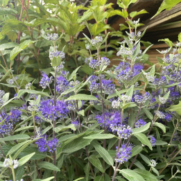 Caryopteris clandonensis Thetis