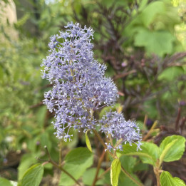 Ceanothus delileanus Gloire de Versailles
