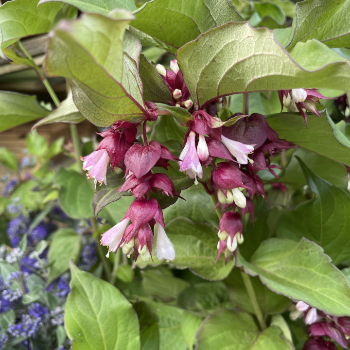 Leycesteria formosa Purple Rain