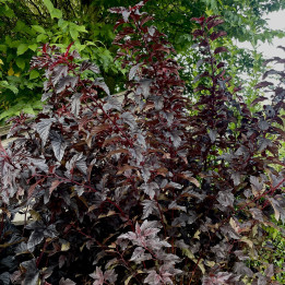 Physocarpus opulifolius Rubella
