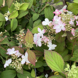 Viburnum plicatum Pinkimono