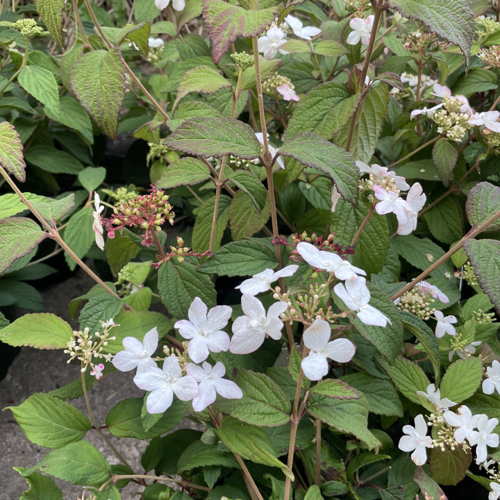 Viburnum plicatum Pinkimono