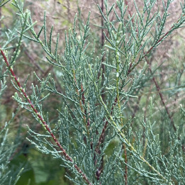 Tamarix Hulsdonk White