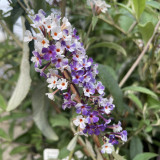 Buddleia davidii Berries and Cream