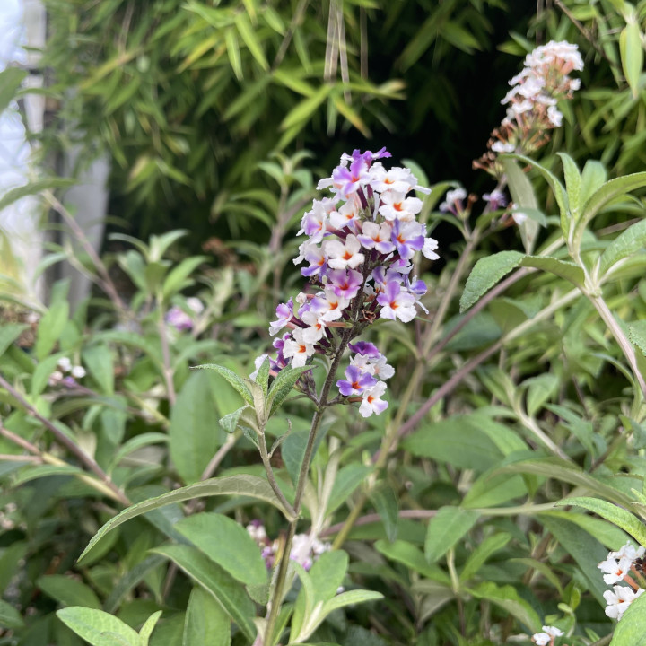 Buddleia davidii Berries and Cream