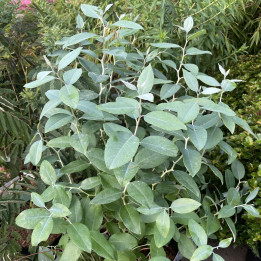 Zenobia pulverulenta Blue Sky