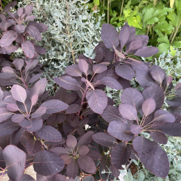 Cotinus coggygria Royal Purple