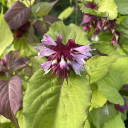 Leycesteria formosa Little Lanterns