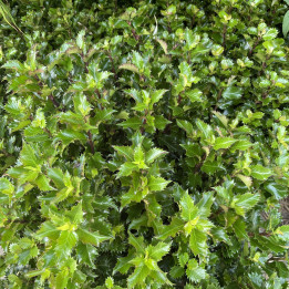 Ilex meserveae Little Rascal