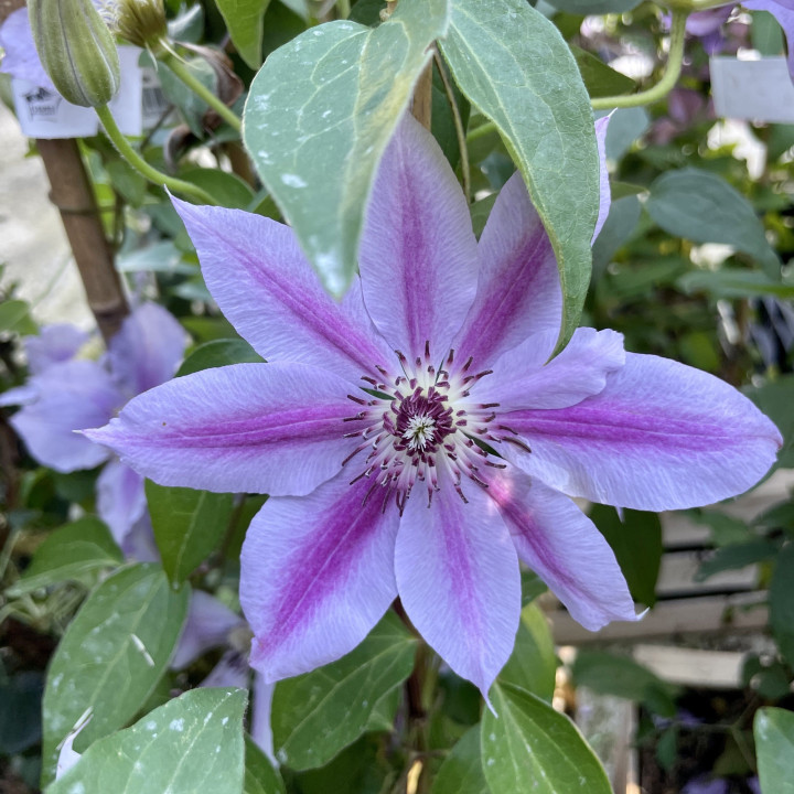 Clematis Nelly Moser
