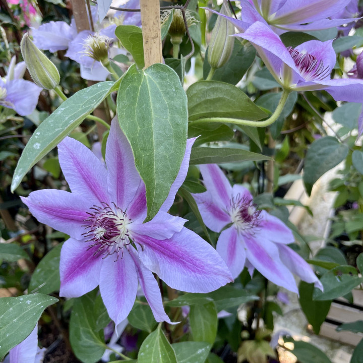 Clematis Nelly Moser