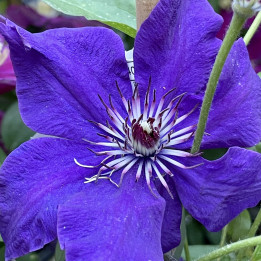 Clematis The President