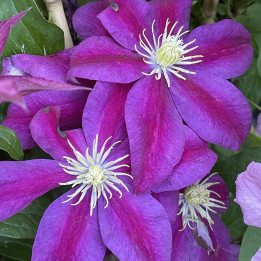 Clematis Sunset
