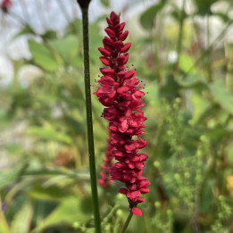 Persicaria Bloody Mary
